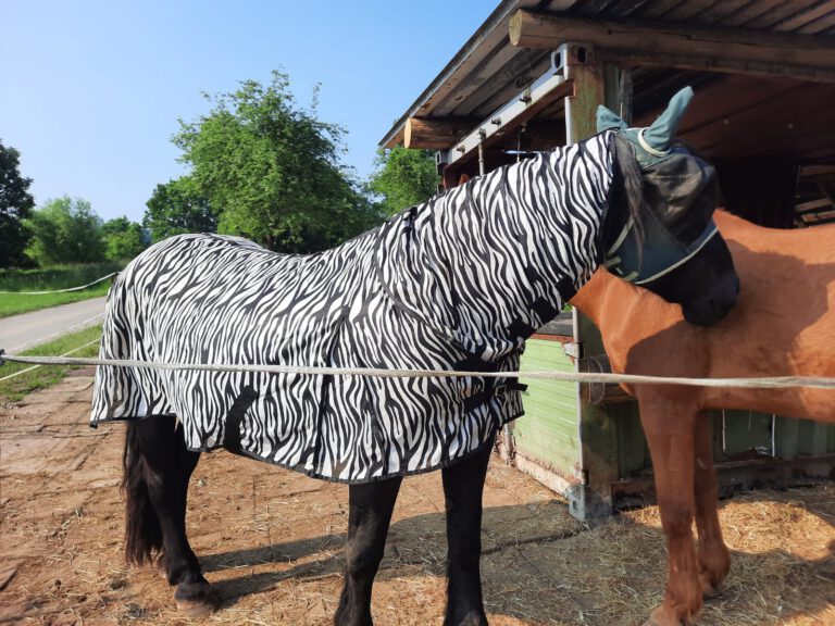 Pferd mit Sommerekzem trägt Decke