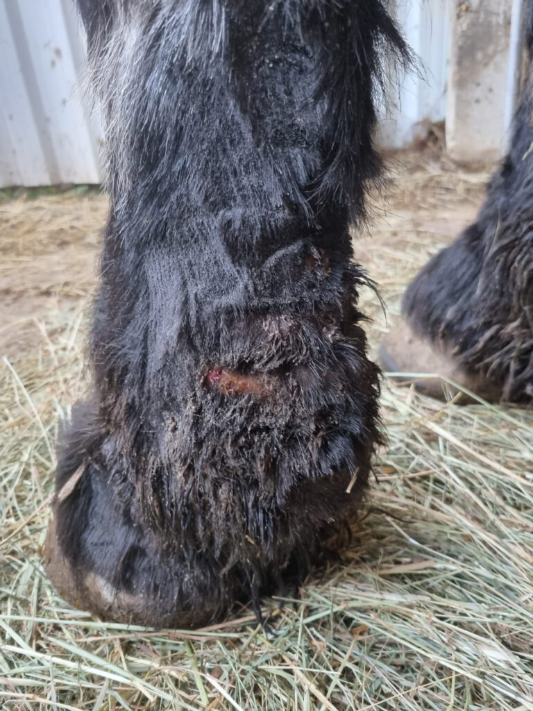 Mauke beim Pferd - Mauke behandeln mit Kaltplasma