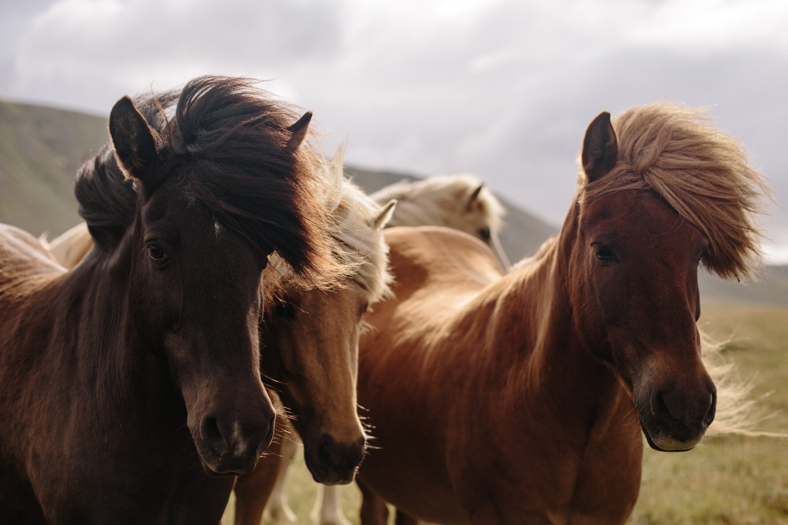 Sommerekzem beim Pferd - Isländer